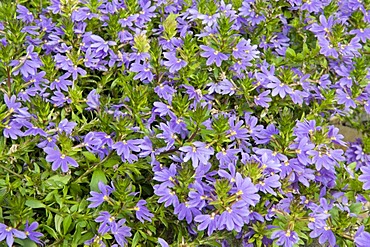 Fan Flower (Scaevola saligna, Goodeniaceae)