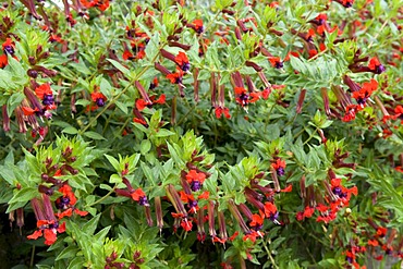 Cigarette Flower (Cuphea oreophila, Lythraceae)