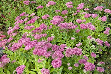 Orpine, Livelong, Frog's-stomach, Harping Johnny, Life-everlasting, Live-forever, Midsummer-men, Orphan John, or Witch's Moneybags (Sedum telephium)