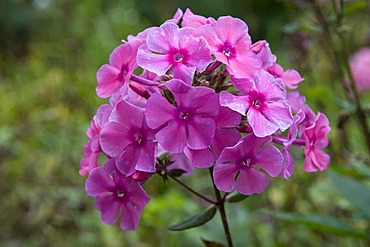 Garden phlox (Phlox paniculata hybrids, Polemoniaceae)