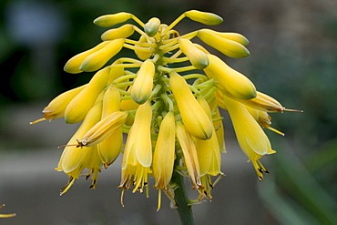 Aloe (Aloe sinkatana)