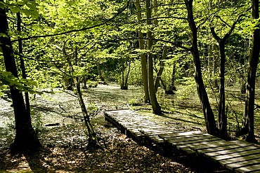 Wooden walkway over wetlands in Jasmund National Park, Isle of Ruegen, Mecklenburg-Western Pomerania, Germany, Europe