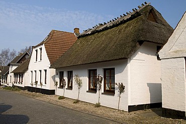Thatched houses in Maasholm, Schleswig-Holstein, Germany, Europe