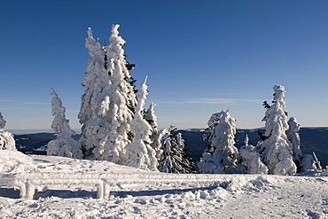 Snow-covered pine trees on the summit plateau of the Grosser Arber, Bavarian Forest Nature Park, Bavaria, Germany, Europe