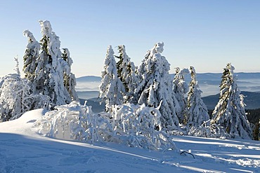 Snow-covered pine trees on the summit plateau of the Grosser Arber, Bavarian Forest Nature Park, Bavaria, Germany, Europe