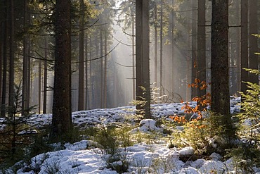 Fir forest in back light, Bayerisch Eisenstein, Bavarian Forest, Bavaria, Germany, Europe