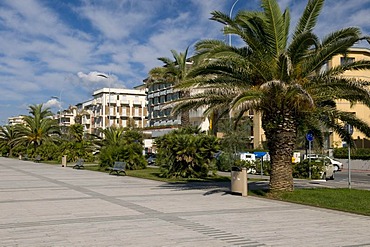 Palms on the beach promenade, Lido di Camaicre resort, Versilia, Riviera, Tuscany, Italy, Europe