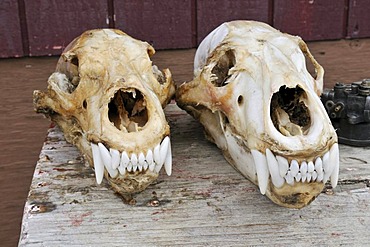 Freshly skinned skulls of polar bears, Clyde River, Baffin Island, Nunavut, Canada, Arctic