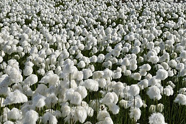 Field of Cottongrass (Eriophorum), Torngat Mountains National Park, Newfoundland and Labrador, Canada, Arctic