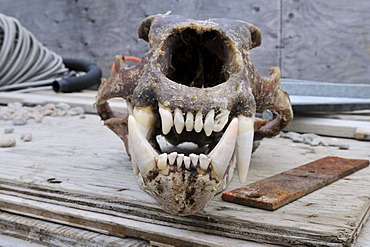 Freshly skinned skull of a Polar bear (Ursus maritimus) with huge teeth, Clyde River, Baffin Island, Nunavut, Canada, Arctic