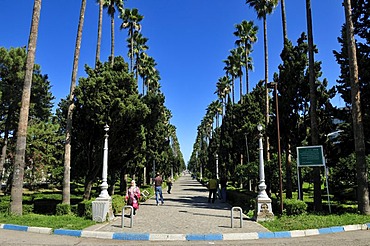 Palm tree alley at Ramsar, Caspian Sea, Mazandaran, Iran, Asia