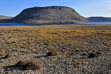 Arctic tundra at Maxwell Bay, Devon Island, Northwest Passage, Nunavut, Canada, Arctic