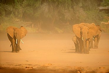 African Bush Elephant (Loxodonta africana) herd standing in a sandstorm, Samburu National Reserve, Kenya, East Africa, Africa