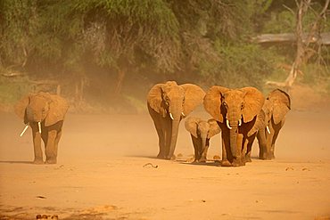 African Bush Elephant (Loxodonta africana) herd standing in a sandstorm, Samburu National Reserve, Kenya, East Africa, Africa