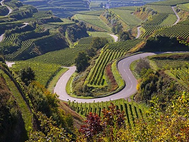 Vineyards in autumn, fall, terraces, road, bend, Kaiserstuhl, Baden-Wurttemberg, Germany, Europe