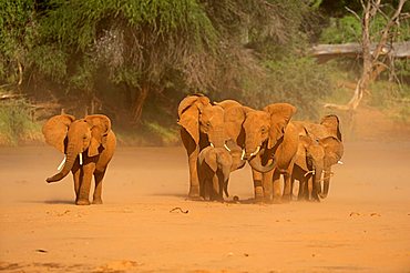 African Bush Elephant (Loxodonta africana) herd standing in a sandstorm, Samburu National Reserve, Kenya, East Africa, Africa