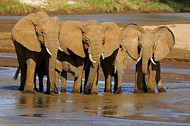 African Bush Elephant (Loxodonta africana) herd standing at the water's edge, Samburu National Reserve, Kenya, East Africa, Africa