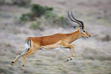 Impala (Aepyceros melampus) buck fleeing, blurred movement, Samburu National Reserve, Kenya, East Africa, Africa