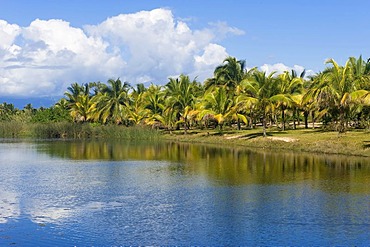 Maroantsetra, palm trees, Madagascar, Africa