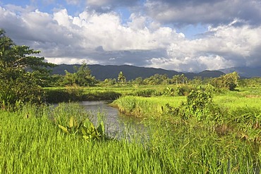 Andrifotra Reserve, Maroantsetra, Madagascar, Africa