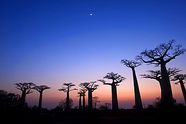 Baobabs (Adansonia grandidieri) at sunset, Morondava, Madagascar, Africa