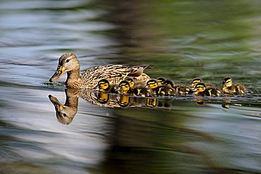 Mallard Duck (Anas platyrhynchos) duck with ducklings, swimming, Stuttgart, Baden-Wuerttemberg, Germany, Europe