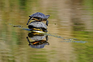 Red-eared Slider Turtle (Trachemys scripta elegans) sunbathing, Stuttgart, Baden-Wuerttemberg, Germany, Europe