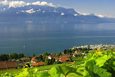 Corseaux view over the town Corseaux on Lake Geneva with the Port de la Pichette marina between the vineyards and the Savoie Alps in the Lavaux UNESCO World Heritage region, Vaud, Switzerland, Europe