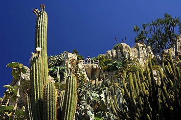 Cacti in the Jardin Exotique de Monaco, Botanical Gardens of Monaco, Monaco, Europe