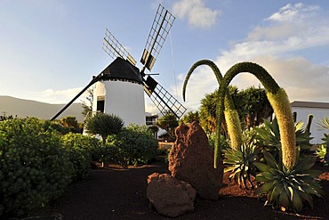 El Molino, windmill, with Swan's Neck (Agave attenuata), near Antigua, Fuerteventura, Canary Islands, Spain, Europe