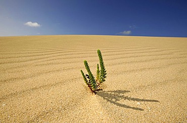 Symbolic image of life in the desert, Large Yellow Restharrow (Ononis natrix) in the Dunes of Corralejo national park, Fuerteventura, Canary Islands, Spain, Europe