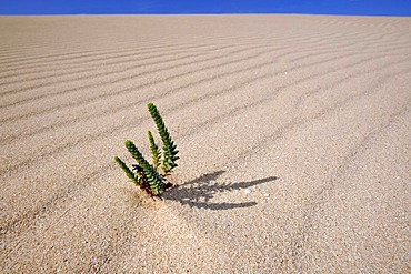 Symbolic image of life in the desert, Large Yellow Restharrow (Ononis natrix) in the Dunes of Corralejo national park, Fuerteventura, Canary Islands, Spain, Europe