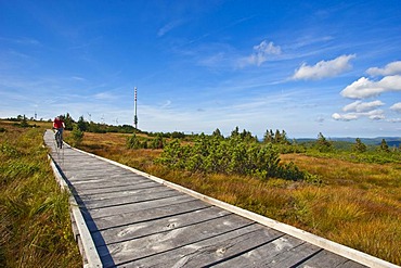 Hornisgrinde mountain, boardwalk at Hornisgrinde educational trail, Black Forest, Baden-Wuerttemberg, Germany, Europe