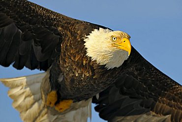 Bald Eagle (Haliaeetus leucocephalus) in flight, Kenai Peninsula, Alaska, USA