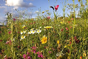 Meadow with many wild flowers in full bloom