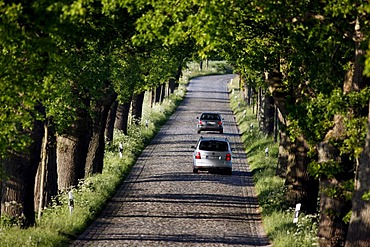 Country road, avenue, part of the Deutsche Alleenstrasse German Avenue Road, between Granitz and Putbus, Ruegen island, Mecklenburg-Western Pomerania, Germany, Europe