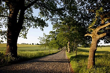 Country road, avenue, part of the Deutsche Alleenstrasse German Avenue Road, between Granitz and Putbus, Ruegen island, Mecklenburg-Western Pomerania, Germany, Europe