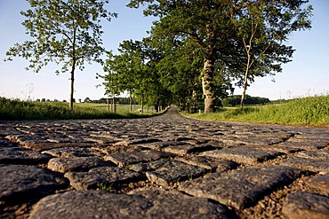 Country road, avenue, part of the Deutsche Alleenstrasse German Avenue Road, between Granitz and Putbus, Ruegen island, Mecklenburg-Western Pomerania, Germany, Europe