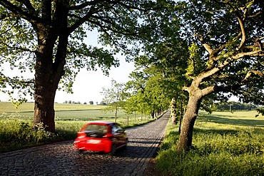 Country road, avenue, part of the Deutsche Alleenstrasse German Avenue Road, between Granitz and Putbus, Ruegen island, Mecklenburg-Western Pomerania, Germany, Europe