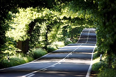 Country road, avenue, part of the Deutsche Alleenstrasse German Avenue Road, between Granitz and Putbus, Ruegen island, Mecklenburg-Western Pomerania, Germany, Europe