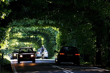 Country road, avenue, part of the Deutsche Alleenstrasse German Avenue Road, between Granitz and Putbus, Ruegen island, Mecklenburg-Western Pomerania, Germany, Europe