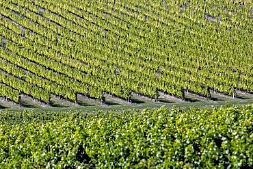 Semillon wine grapes in Monbazillac vineyard, Dordogne, Aquitaine, France, Europe