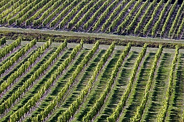 Semillon wine grapes in Monbazillac vineyard, Dordogne, Aquitaine, France, Europe