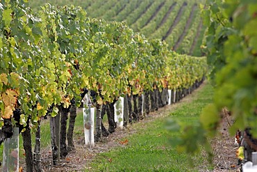 Ripe wine grapes in vineyard, St Emilion, Aquitaine, France, Europe