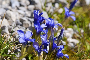 Spring Gentian (Gentiana verna) on Nebelhorn Mountain, Oberstdorf, AAllgaeu, Bavaria, Germany, Europe