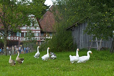 Farm museum in Wolfegg, Upper Swabia, Allgaeu, Baden-Wuerttemberg, Germany, Europe