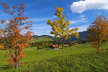 Farm in Oberstaufen, Allgaeu, Bavaria, Germany, Europe