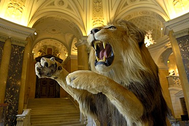 Naturhistorisches Museum Natural History Museum, Vienna, Austria, Europe