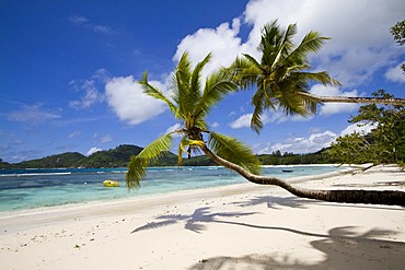 Coconut palm trees (Cocos nucifera) on beach, Baie Lazare, island of Mahe, Seychelles, Africa, Indian Ocean