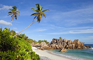 Coconut palms (Cocos nucifera) and granite rocks at Anse Cocos, La Digue island, Seychelles, Africa, Indian Ocean